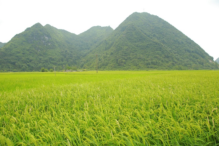 Northern rice fields in splendid beauty